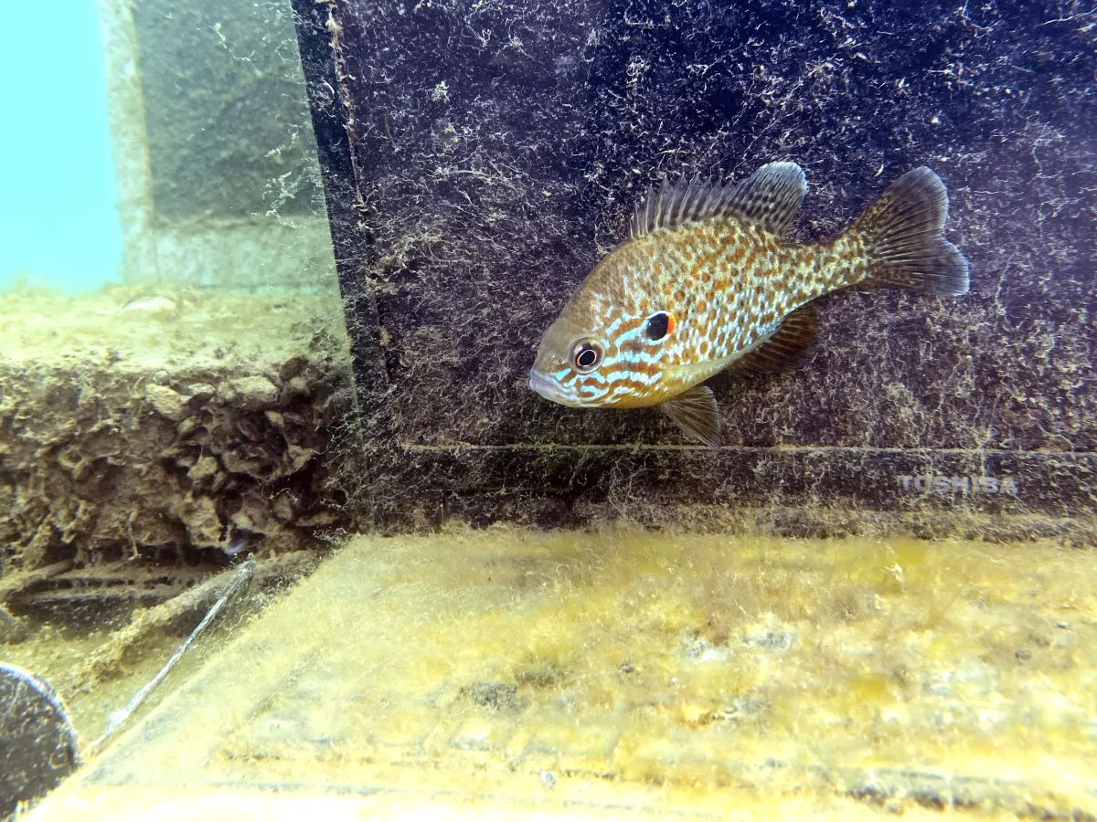 Diving Photos from Gyékényes